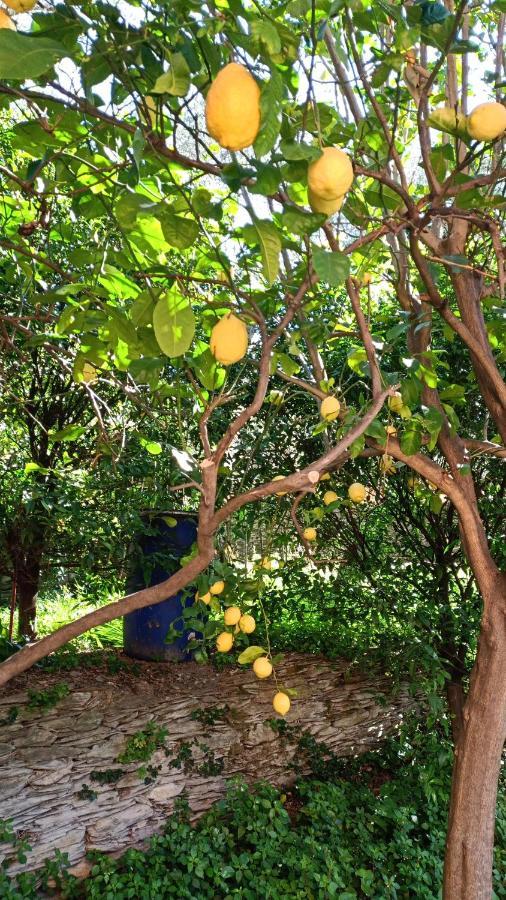 Dalla Franca Otel Chiavari Dış mekan fotoğraf